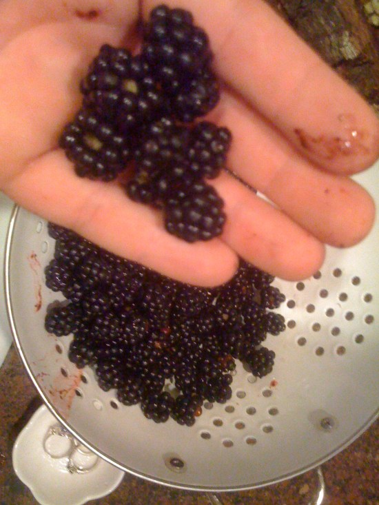 BlackBerry Boulder Creek