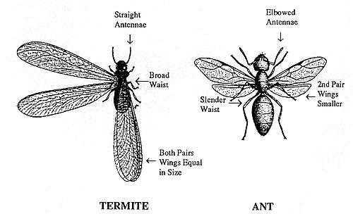 ants_vs_termites